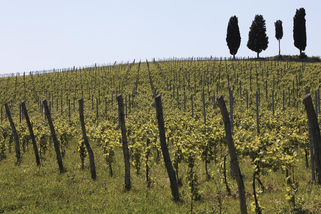 Le Buche Wine Resort&Spa Macciano Экстерьер фото